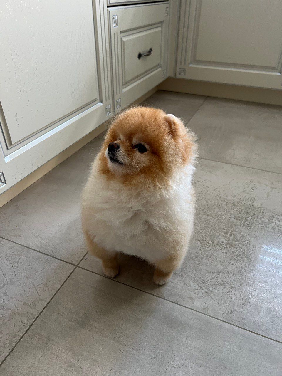 Vladelena (vladelena31.lens) Lens social identity (.lens handle) PFP