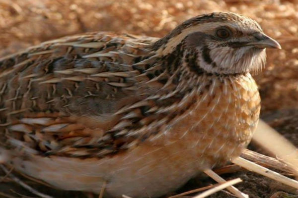 bigquail.lens's Lens avatar