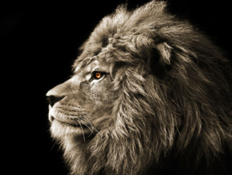 lionmountain (lionmountain.lens) Lens social identity (.lens handle) PFP