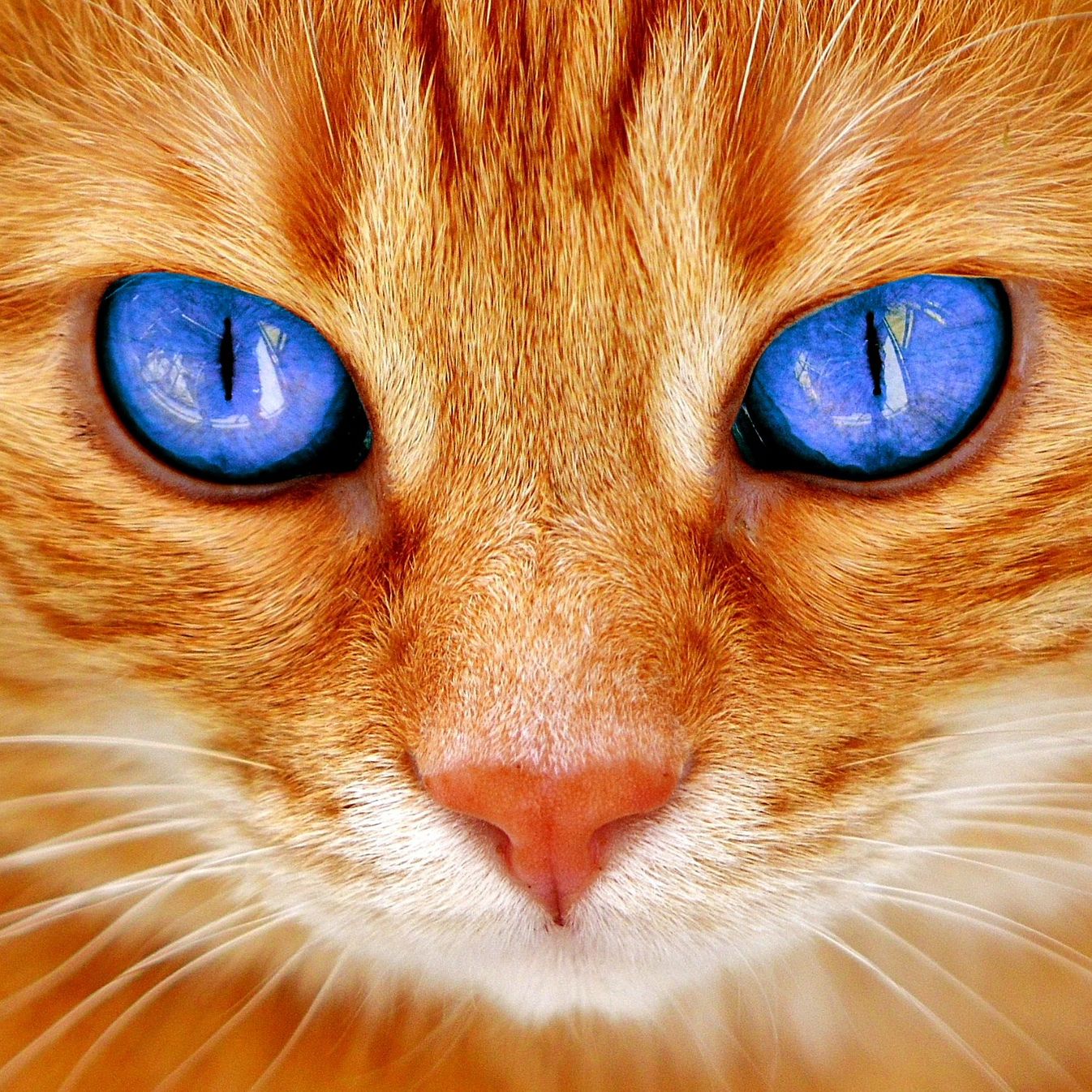 Antonina (otonya.lens) Lens social identity (.lens handle) PFP