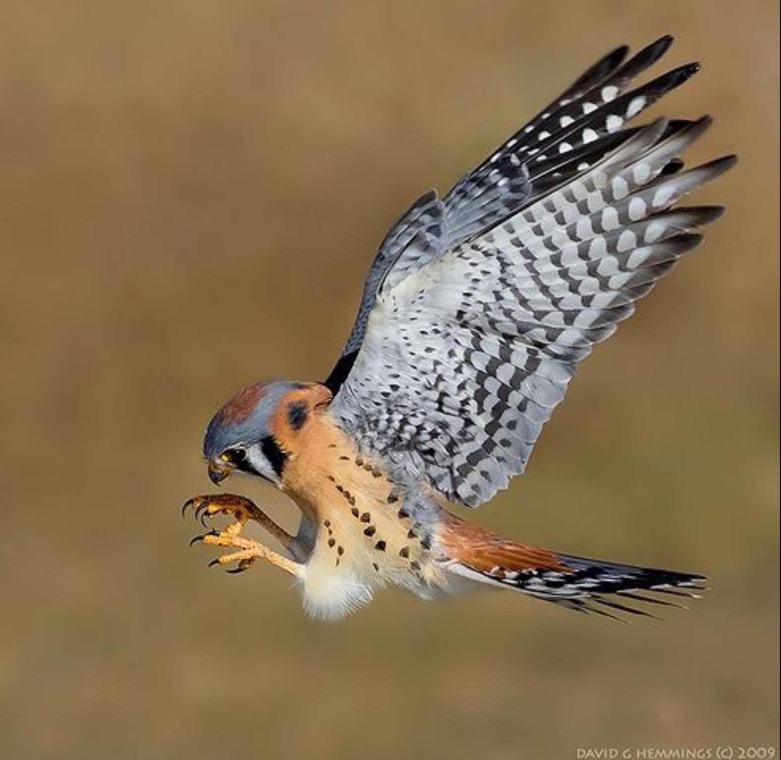 kestrel (kestrel.lens) Lens social identity (.lens handle) PFP