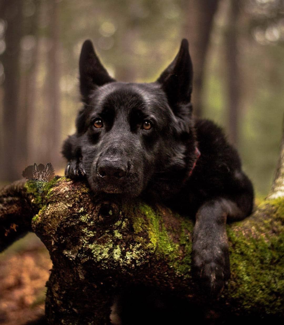 DuAn (dubroanton.lens) Lens social identity (.lens handle) PFP