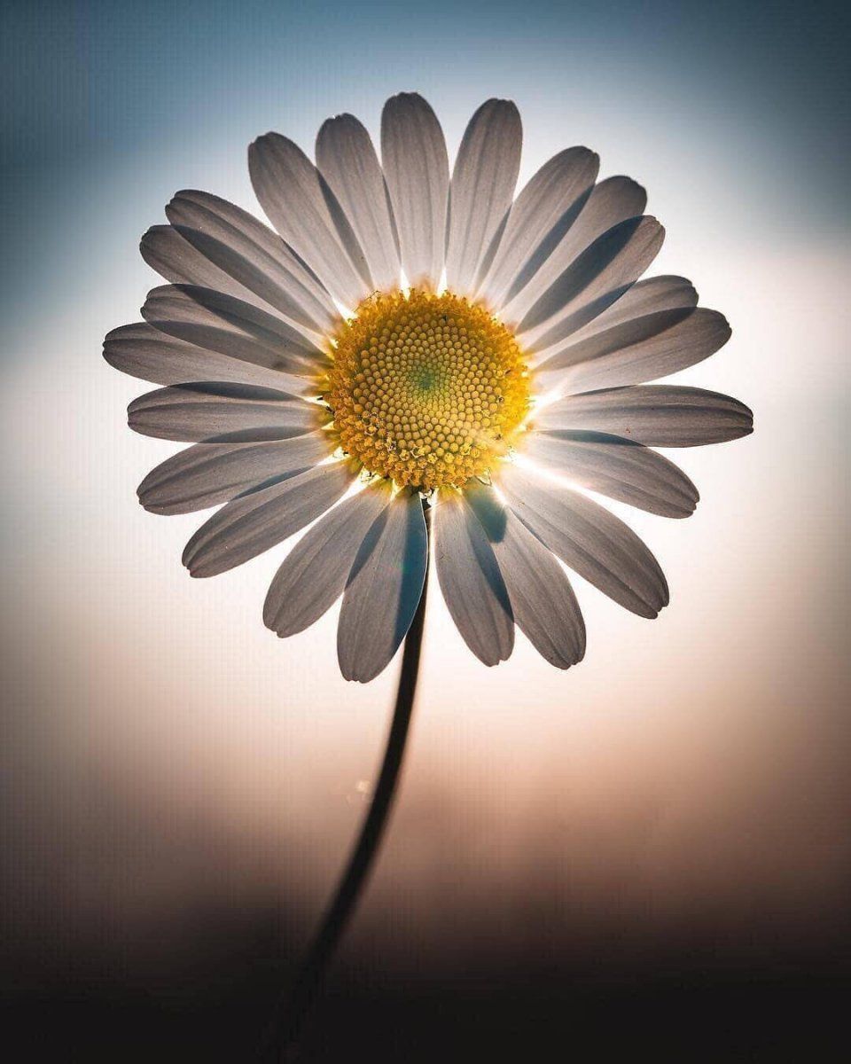 nerginwilling (nerginwilling.lens) Lens social identity (.lens handle) PFP