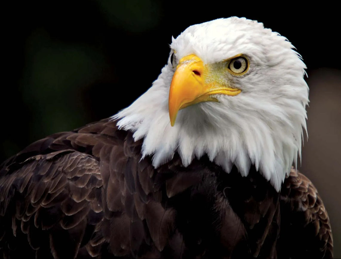 helenashahi (helenashahi.lens) Lens social identity (.lens handle) PFP