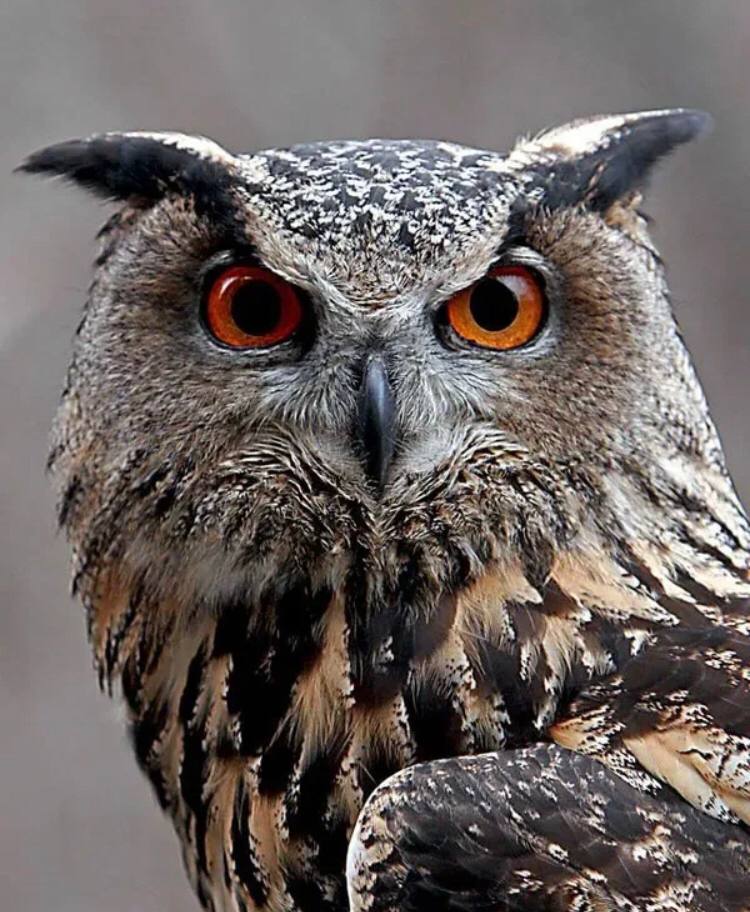 hel (helen34.lens) Lens social identity (.lens handle) PFP