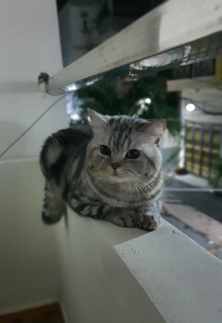 meomuop's Lens avatar