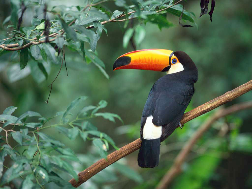 Toucan's Lens avatar