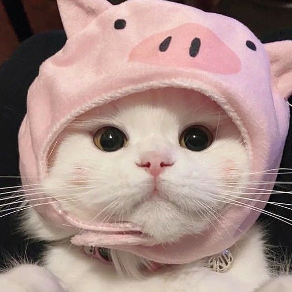 sha (catzha.lens) Lens social identity (.lens handle) PFP