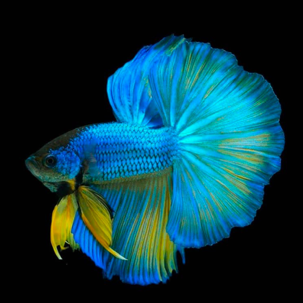 Eline06 (eline06.lens) Lens social identity (.lens handle) PFP