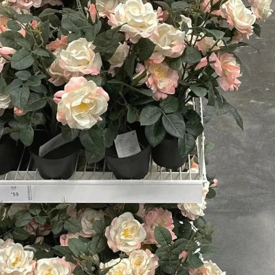 lissotrichous (lissotrichous.lens) Lens social identity (.lens handle) PFP