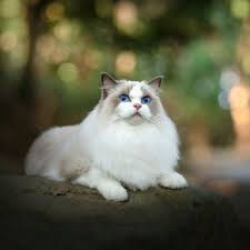 Dziksik (dzikson.lens) Lens social identity (.lens handle) PFP