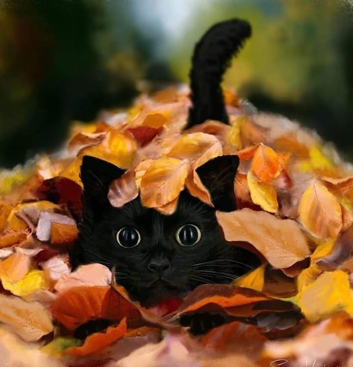 Good morning.😻🧡🍁