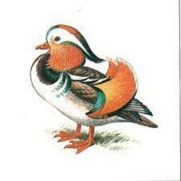 Garry Ogari (garry_ogari.lens) Lens social identity (.lens handle) PFP