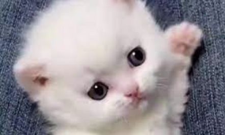 judywu (judywu.lens) Lens social identity (.lens handle) PFP