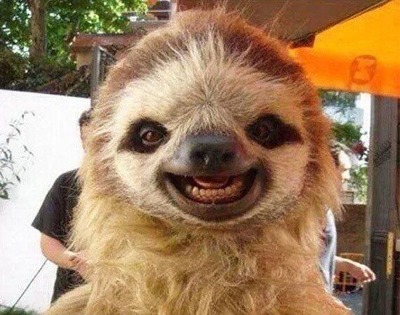 Sloth's Lens avatar