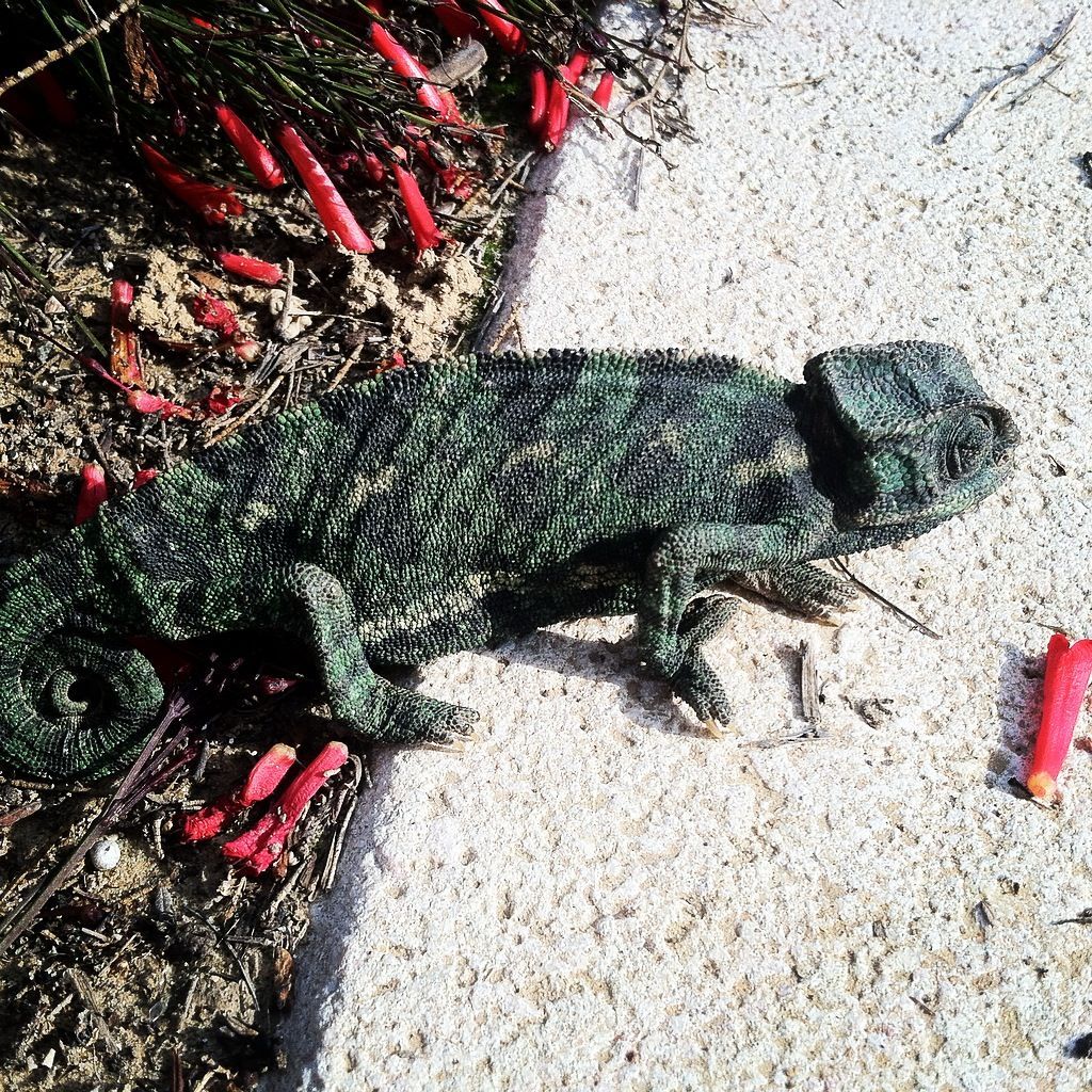 afalpihen (fomohappiens.lens) Lens social identity (.lens handle) PFP