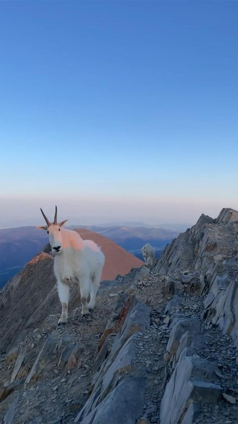 Isoro (mapro.lens) Lens social identity (.lens handle) PFP