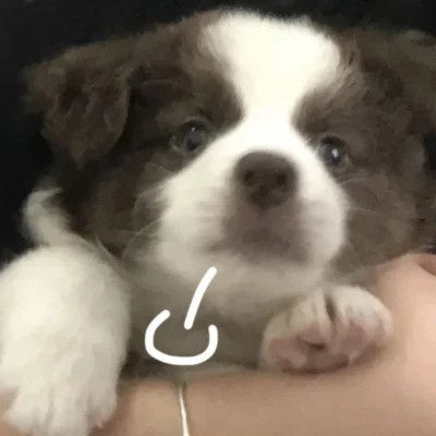 xdxdo.lens Lens social identity (.lens handle) PFP