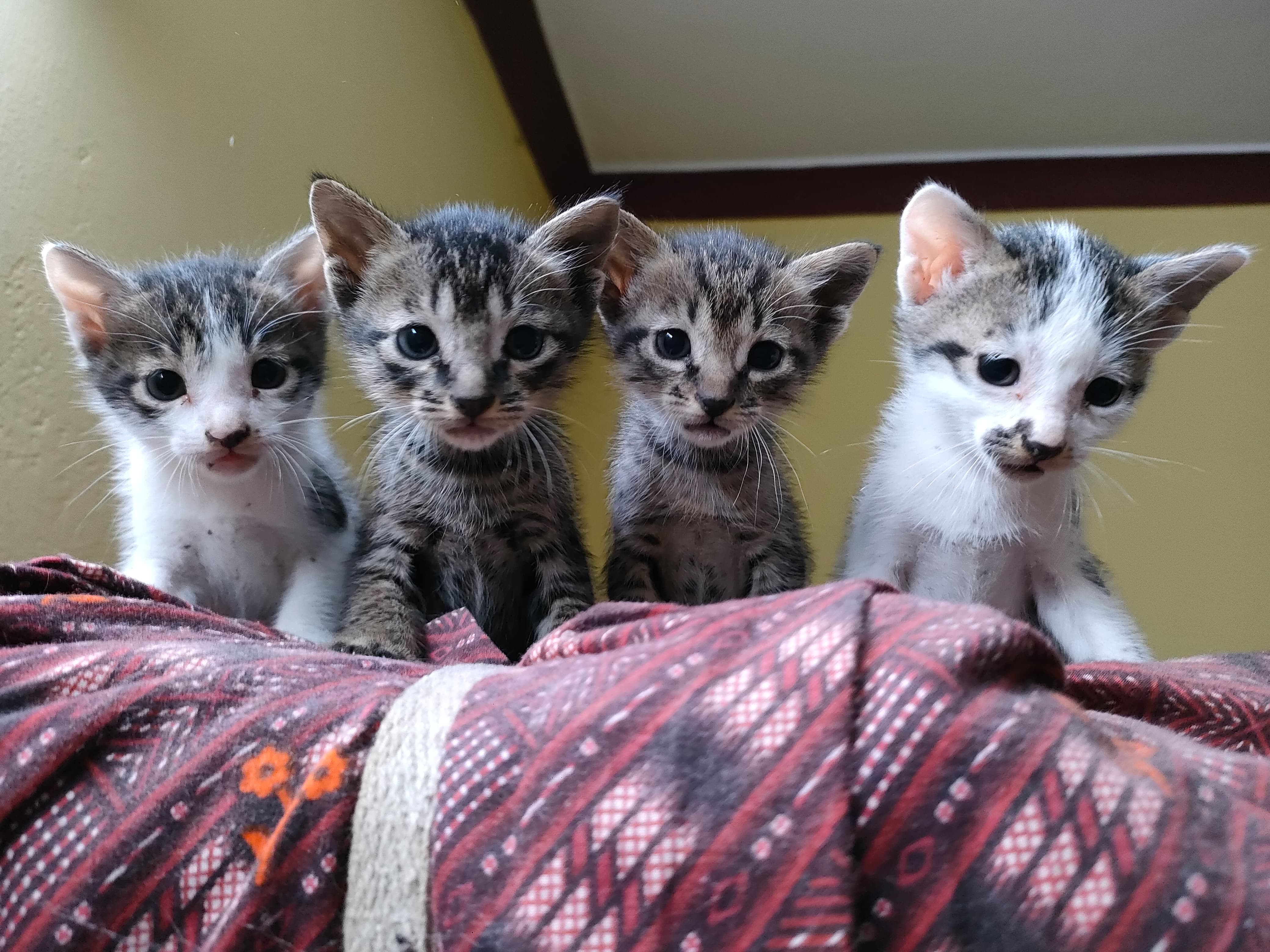 shyambuoy (shyambuoy.lens) Lens social identity (.lens handle) PFP