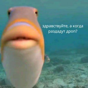 Duck (duckducky.lens) Lens social identity (.lens handle) PFP