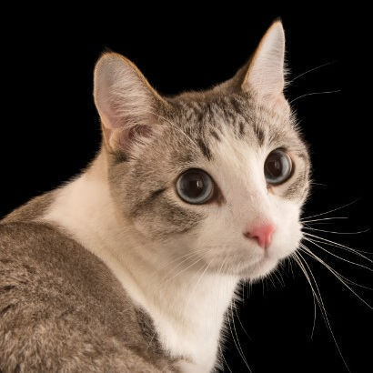 f1nk1r's Lens avatar