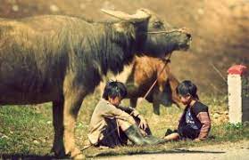 vietnams.base.eth Basenames (.base.eth domains) based on ENS PFP