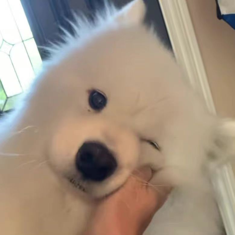 babdydogewwttt◱ ◱ (babydogewwttt.lens) Lens social identity (.lens handle) PFP