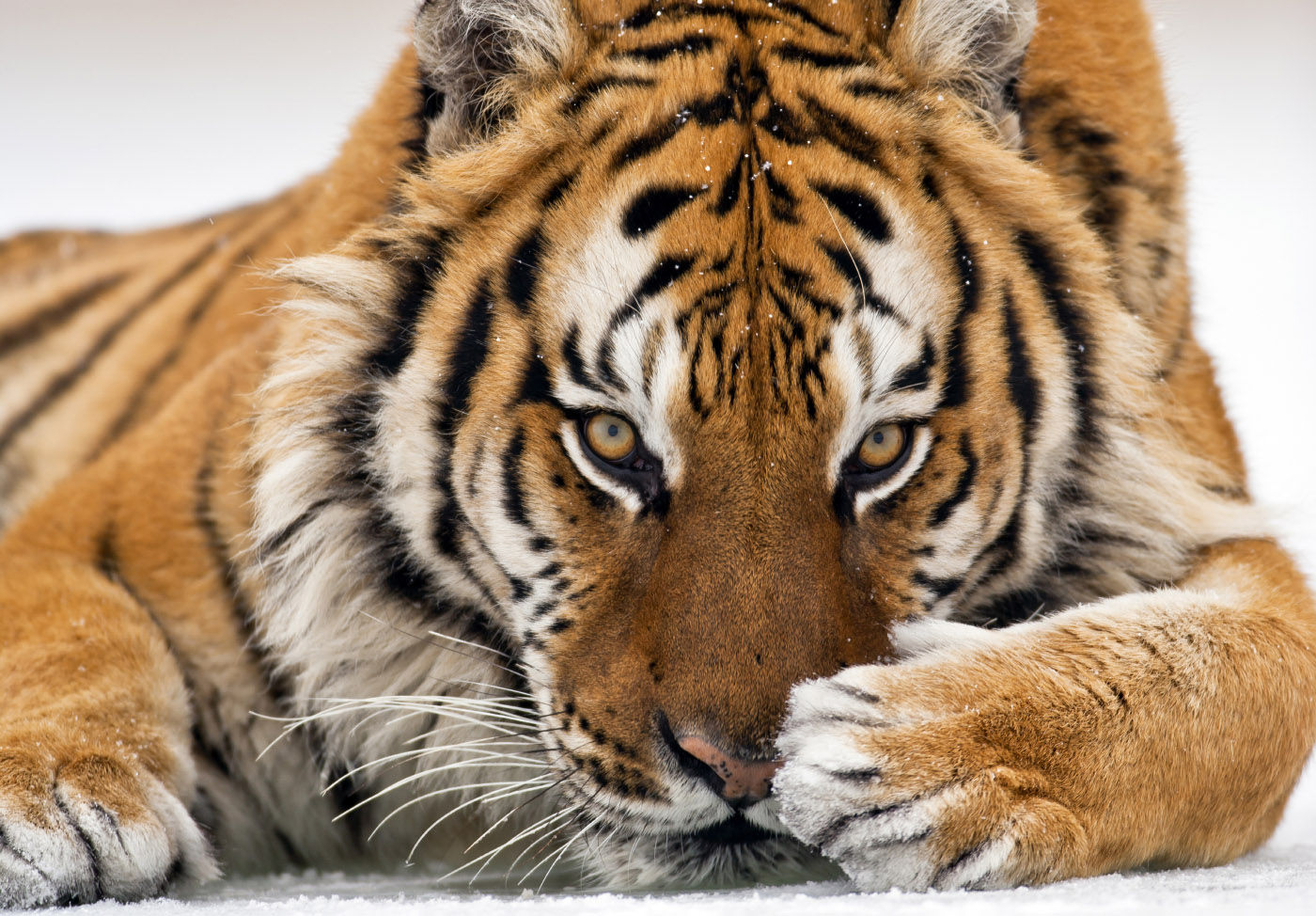 Tiger Toes's Lens avatar