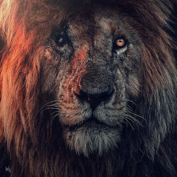 lionking ◱ ◱'s Lens avatar