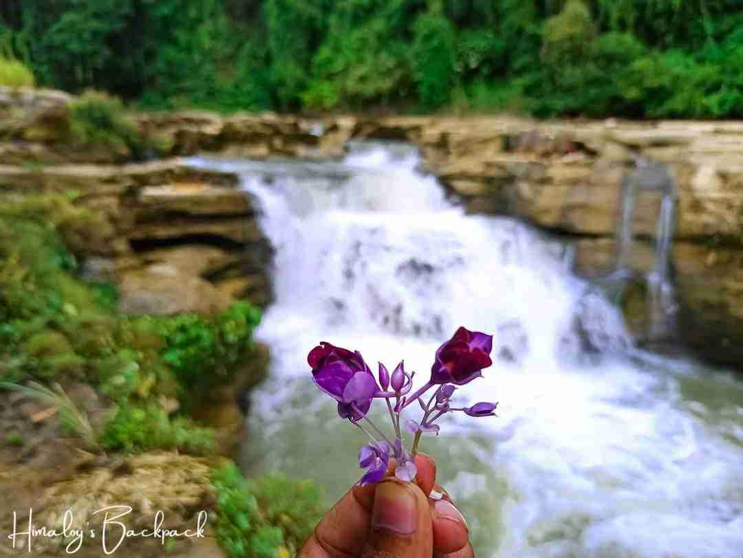 Flower 🌸