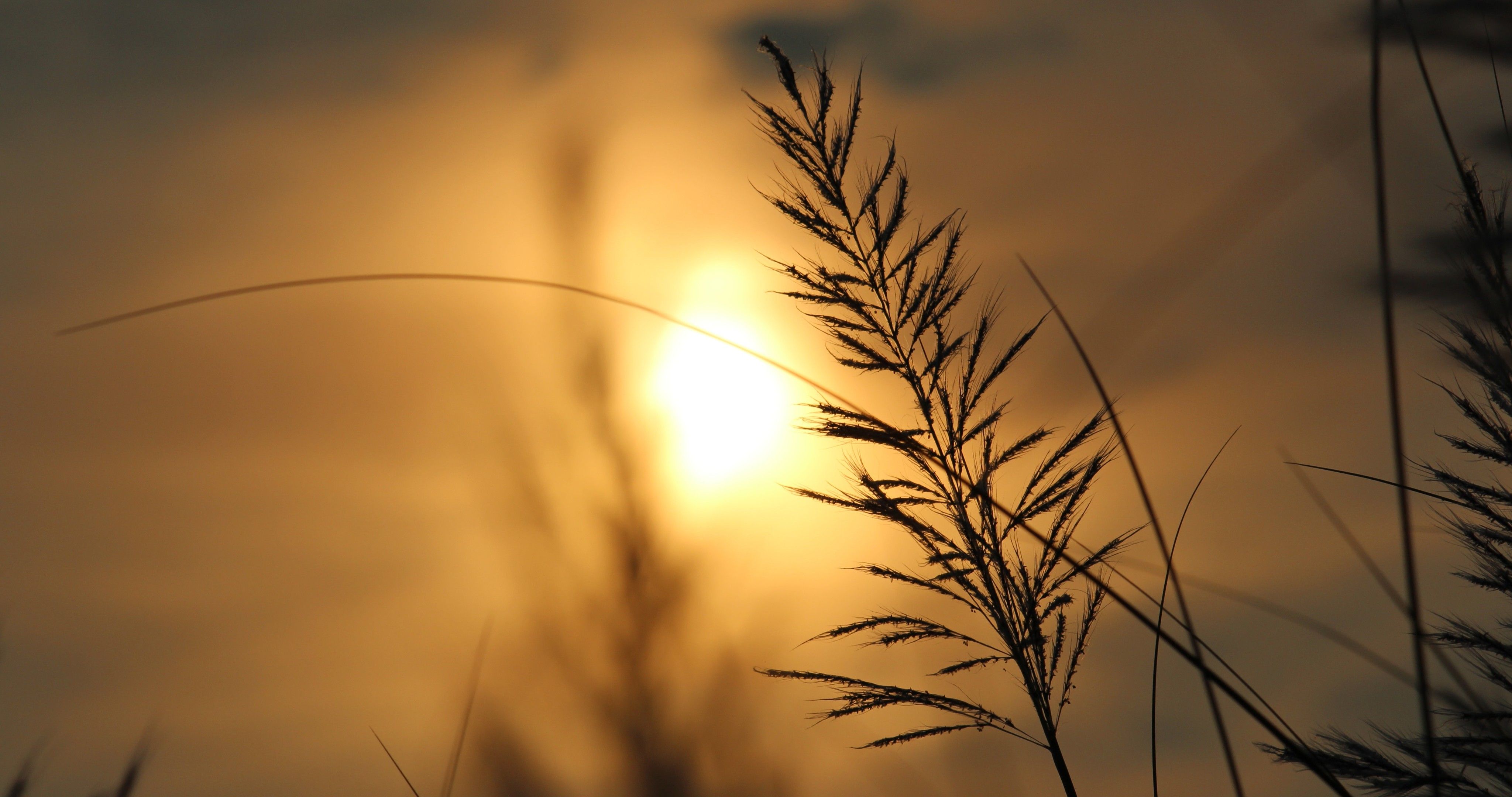 Jake Fisher (xiaoqingtian.lens) Lens social identity (.lens handle) PFP