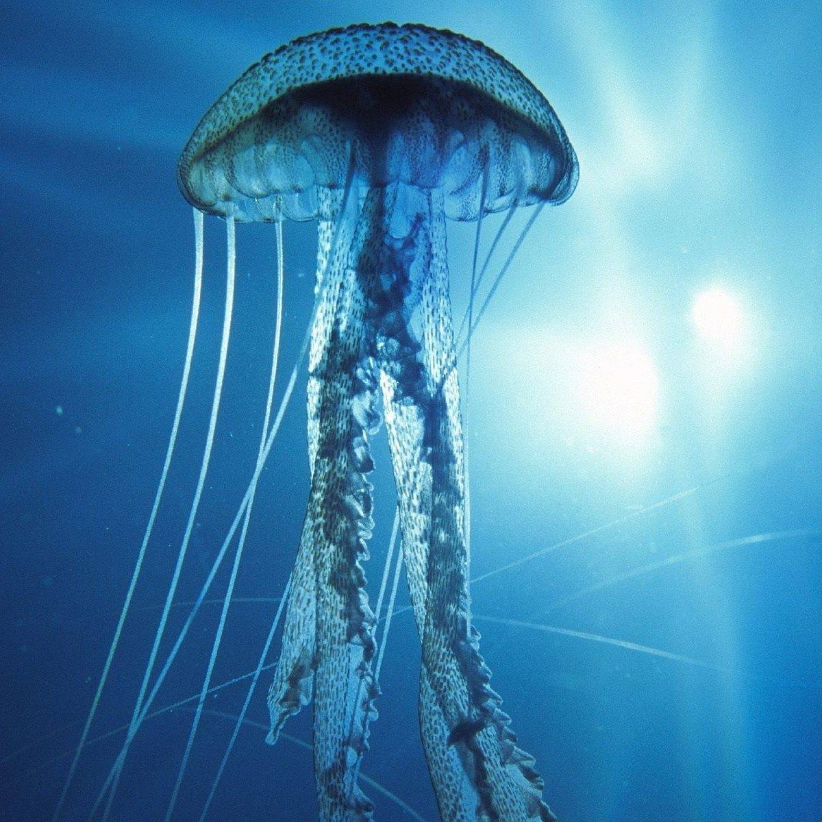 Ugur Clk (uurclk.lens) Lens social identity (.lens handle) PFP