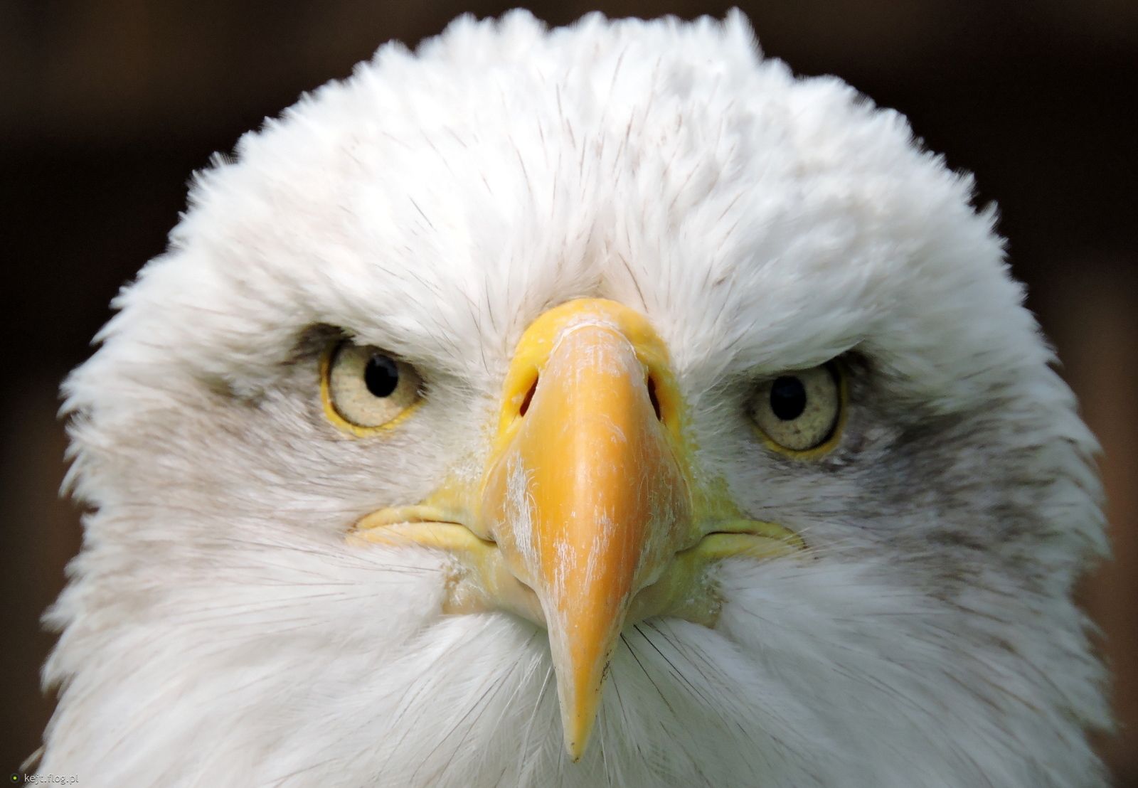 whiteeagle (whiteeagle.lens) Lens social identity (.lens handle) PFP