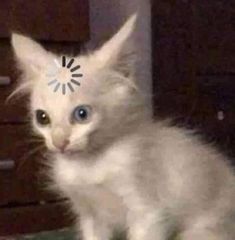 Raniya (marchuk.lens) Lens social identity (.lens handle) PFP