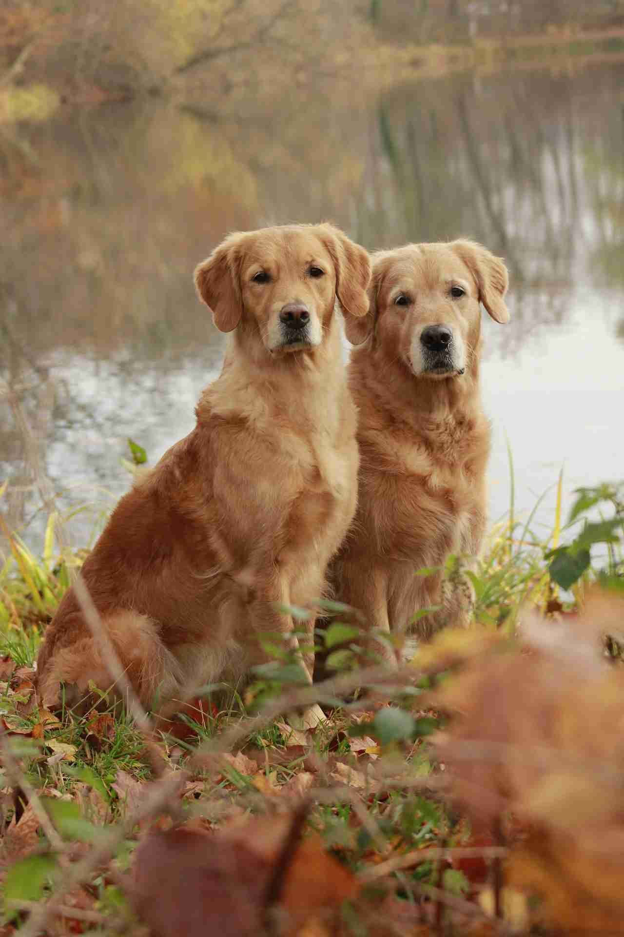 Golden retriever 🐕🐕🐕🐕🐕

Follow me on lenster @uni01.lens ❇️☘️🌿🏵️