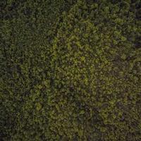 frontleg (frontleg.lens) Lens social identity (.lens handle) PFP