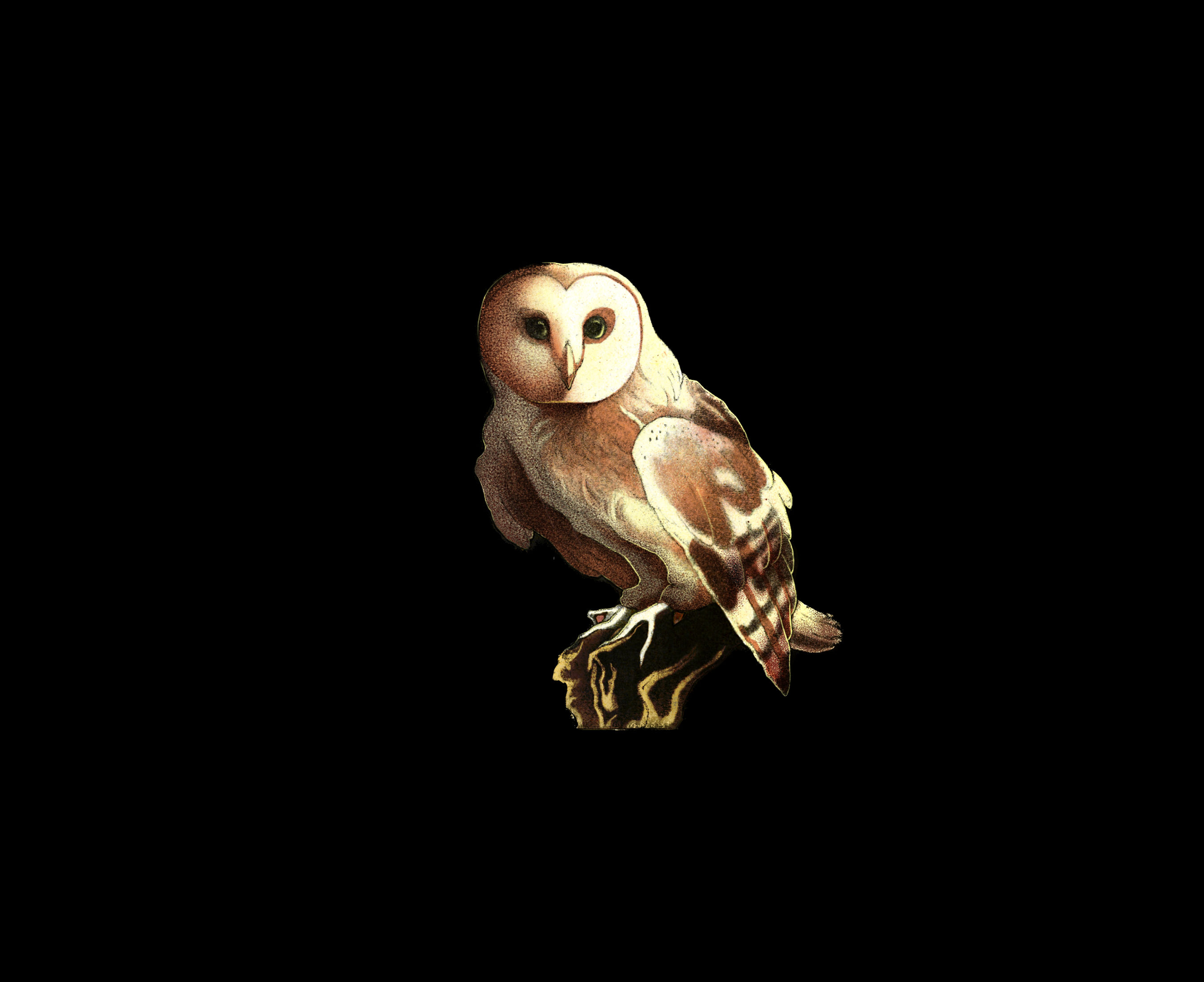 Justin's Lens avatar
