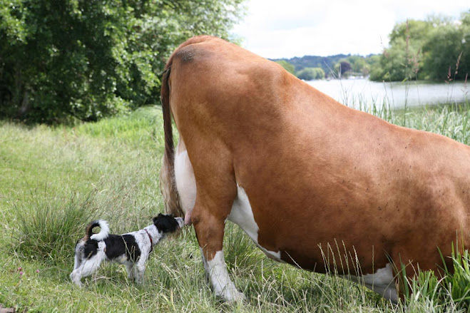 Natasha (natadeo.lens) Lens social identity (.lens handle) PFP