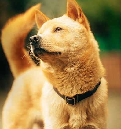 0xdknight (oxdknight.lens) Lens social identity (.lens handle) PFP