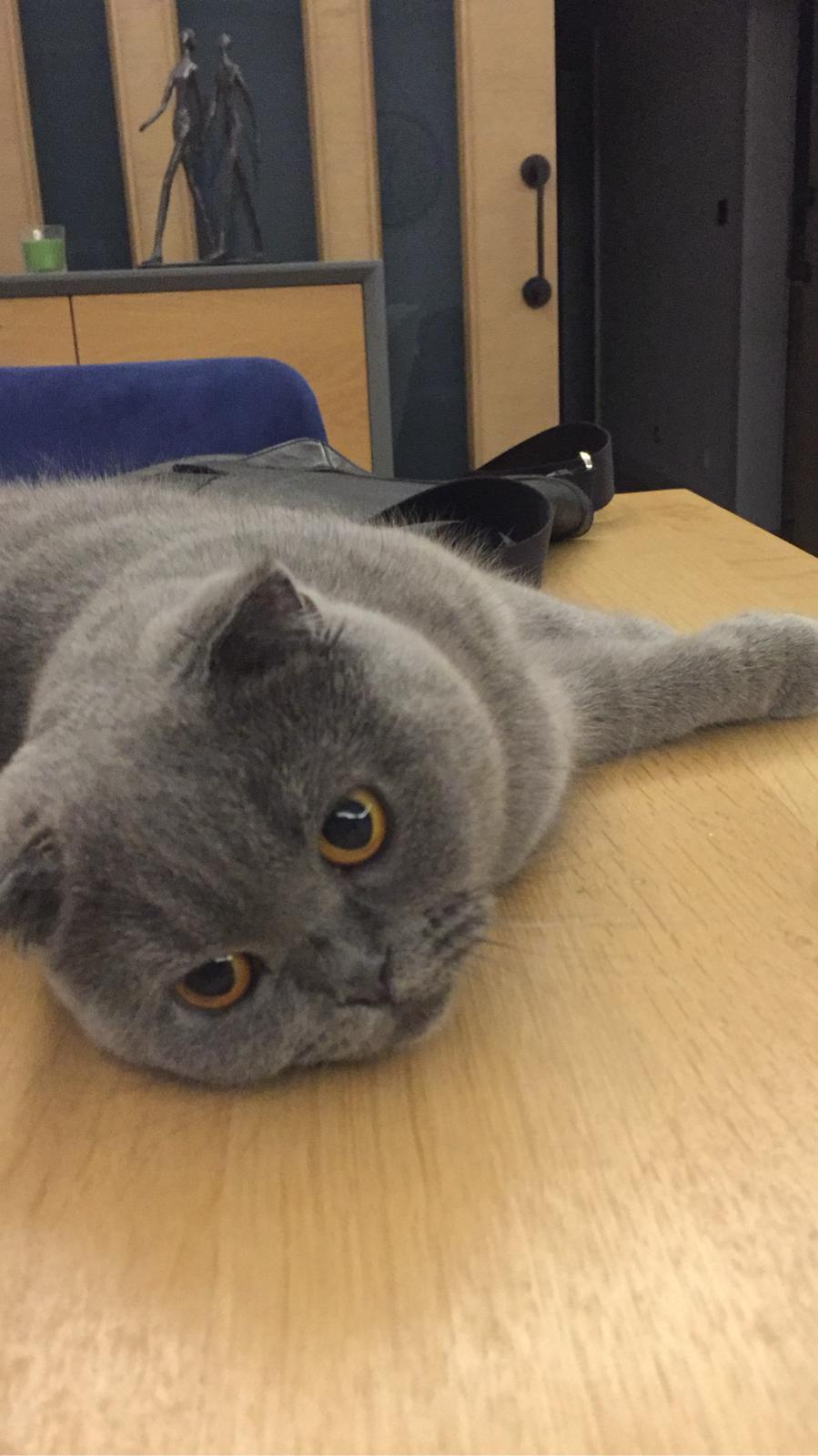 selçuk (sellcuk.lens) Lens social identity (.lens handle) PFP