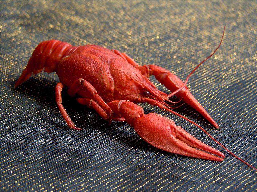 rakfilin (rakfilin.lens) Lens social identity (.lens handle) PFP