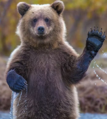 Bera Poo (berapoo.lens) Lens social identity (.lens handle) PFP