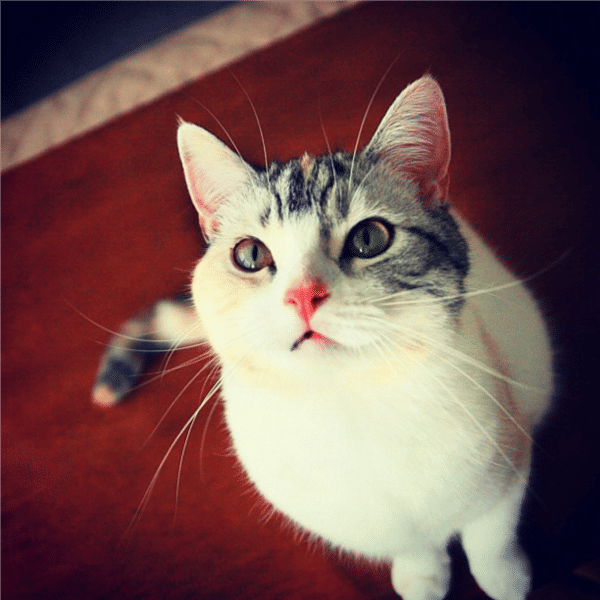 dragooncat's Lens avatar