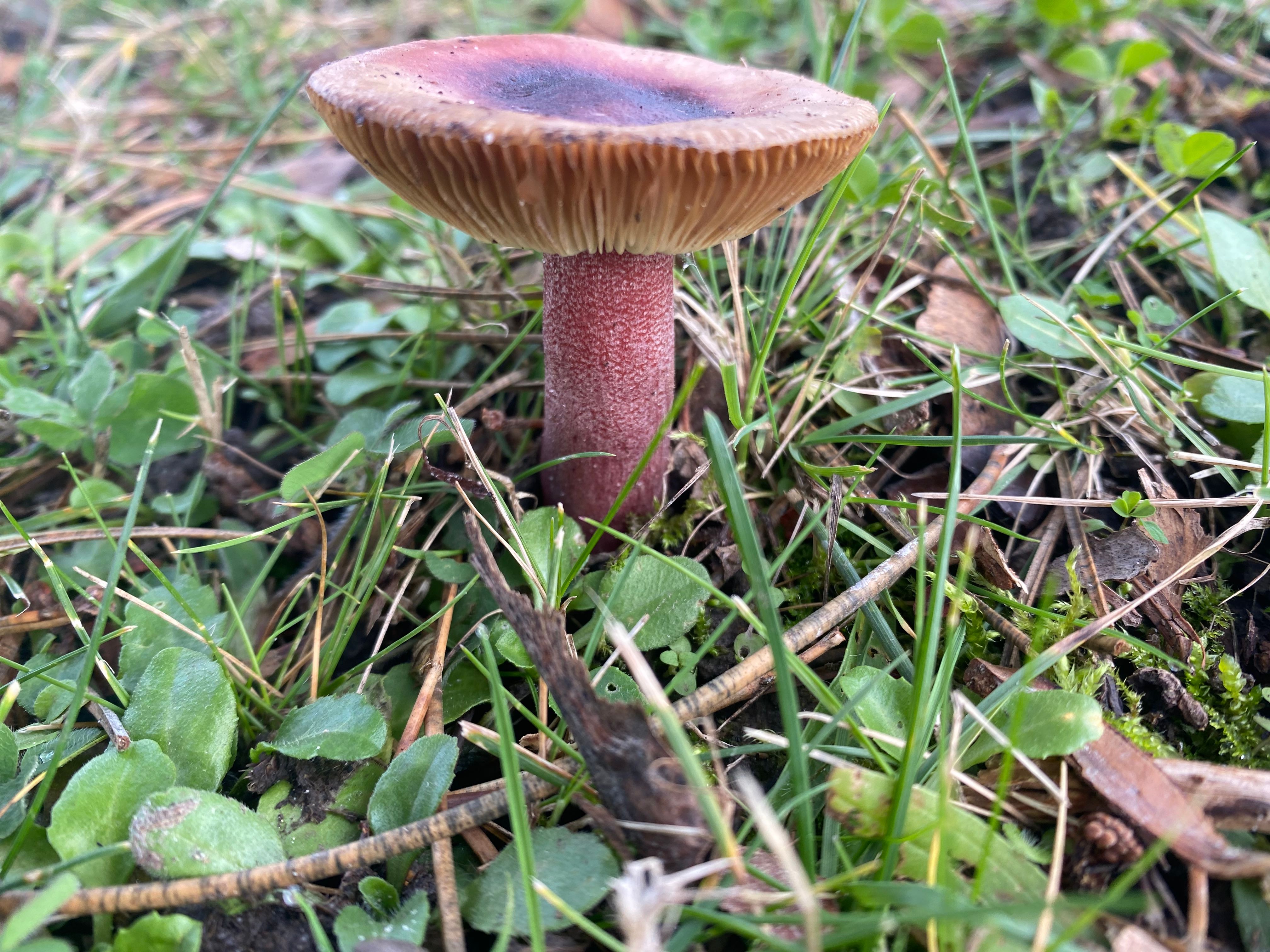 Dastronom (dastronom.lens) Lens social identity (.lens handle) PFP