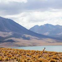 radiopoint (radiopoint.lens) Lens social identity (.lens handle) PFP