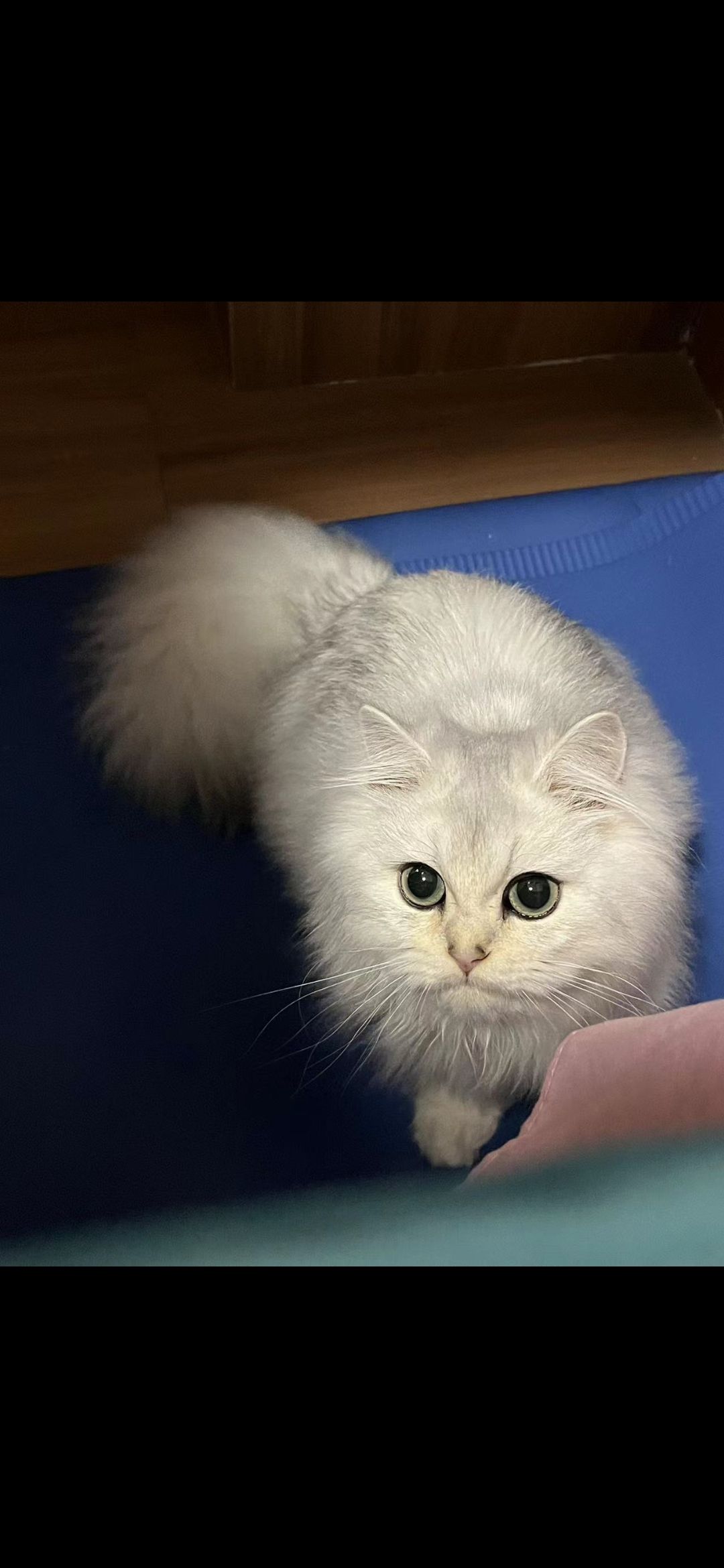 Jenyz (jenyz.lens) Lens social identity (.lens handle) PFP