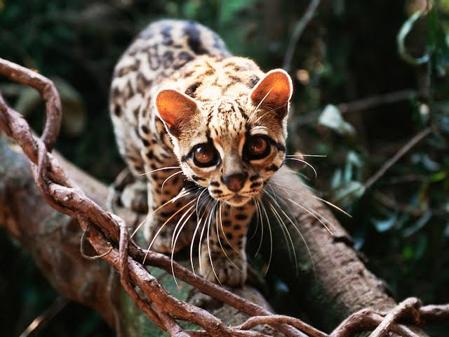Margay (margay.lens) Lens social identity (.lens handle) PFP