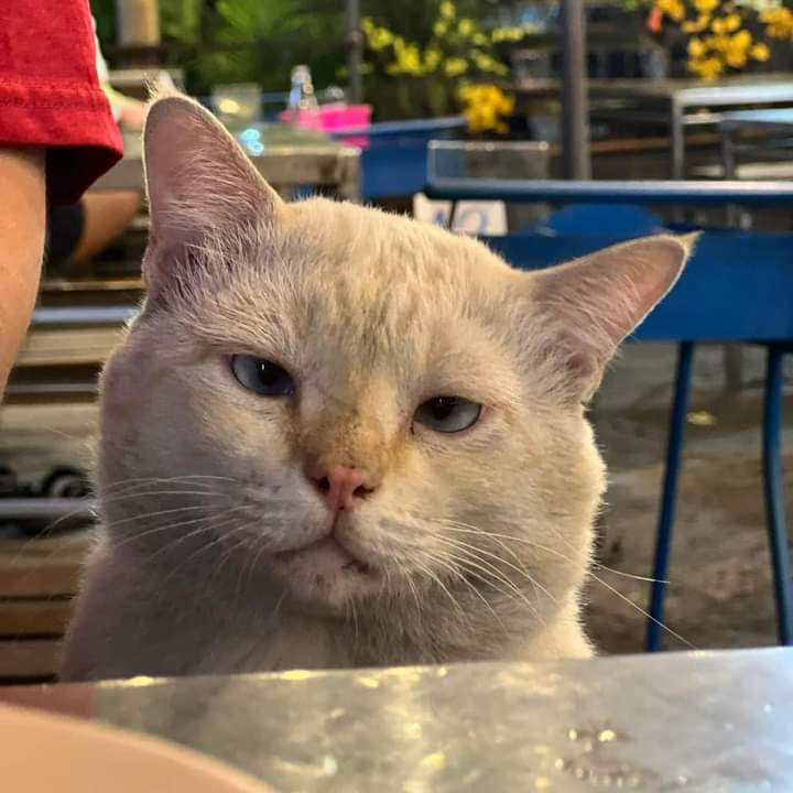 Hoomoo (hoomoo.lens) Lens social identity (.lens handle) PFP