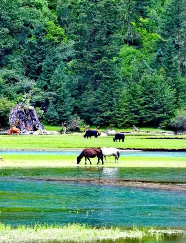 liligo (liligo.lens) Lens social identity (.lens handle) PFP