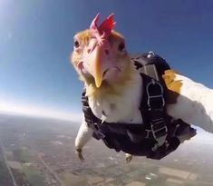 Hershall (heoov.lens) Lens social identity (.lens handle) PFP